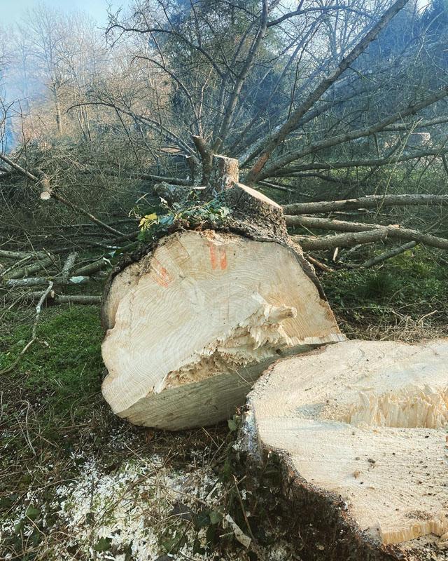 Entretien de jardin Lyon