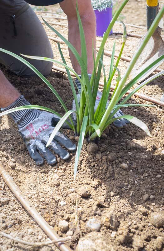 Travaux d’entretien de jardin Lyon 